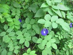 Clitoria ternatea