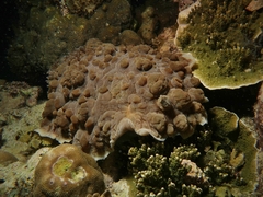 Dendrodoris tuberculosa