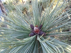 Pinus maximartinezii