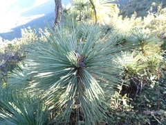 Pinus maximartinezii