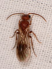 Sphaeropthalminae