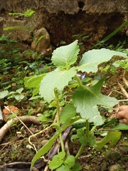 Coleus amboinicus