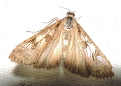 Nomophila corticalis