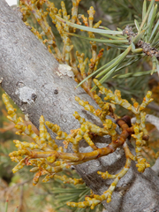 Arceuthobium divaricatum