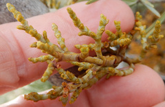 Arceuthobium divaricatum