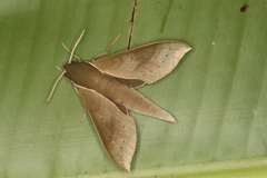 Xylophanes porcus image