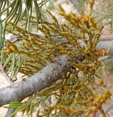 Arceuthobium divaricatum