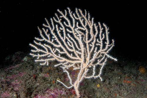 Representative image of Eunicellidae