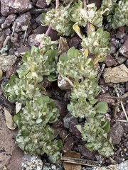 Guilleminea densa
