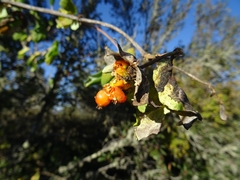 Lonicera pilosa