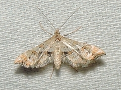 Palaeodes samealis