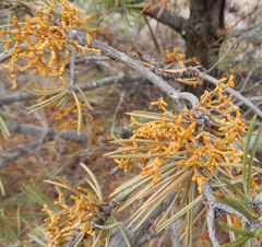 Arceuthobium divaricatum