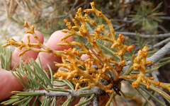 Arceuthobium divaricatum