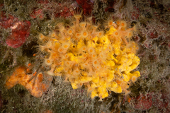 Axinella damicornis