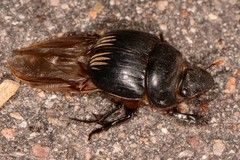 Dichotomius colonicus