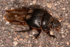 Dichotomius colonicus