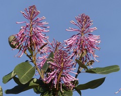 Oreocallis grandiflora