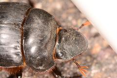 Dichotomius colonicus