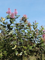 Oreocallis grandiflora