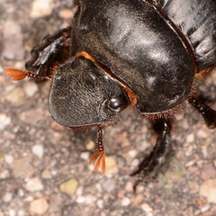 Dichotomius colonicus