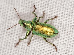 Hadromeropsis opalina