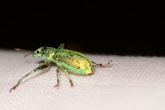 Hadromeropsis opalina