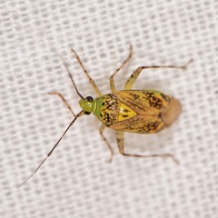 Taedia marmorata