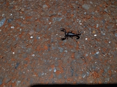 Bothriurus araguayae