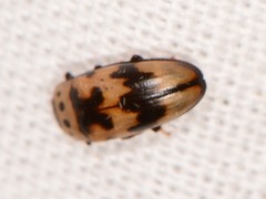 Ischyrus quadripunctatus