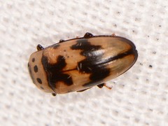 Ischyrus quadripunctatus
