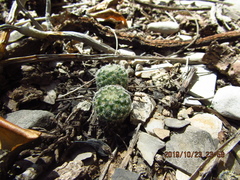 Mammillaria huitzilopochtli huitzilopochtli