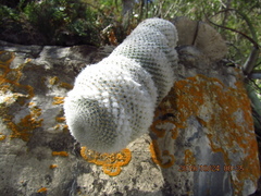 Mammillaria lanata