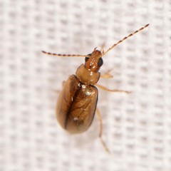 Metrioidea