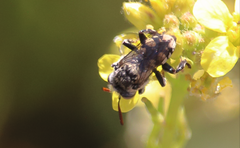 Isepeolus luctuosus