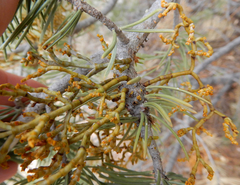 Arceuthobium divaricatum