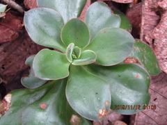 Echeveria nodulosa
