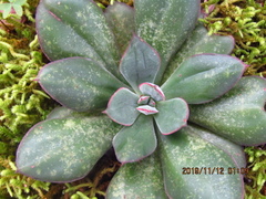 Echeveria nodulosa