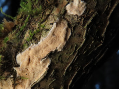 Steccherinum nitidum