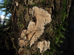 Steccherinum nitidum