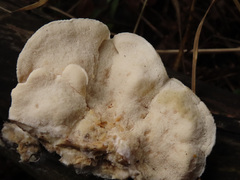 Postia tephroleuca