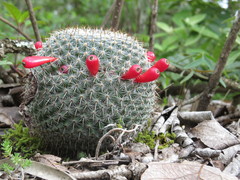 Mammillaria haageana conspicua