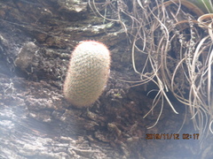 Mammillaria dixanthocentron
