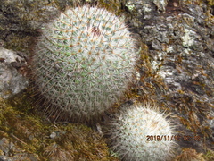 Mammillaria dixanthocentron