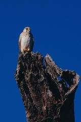 Falco cenchroides cenchroides