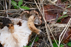 Tricholoma muricatum