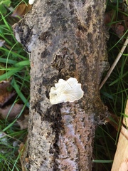 Hohenbuehelia grisea