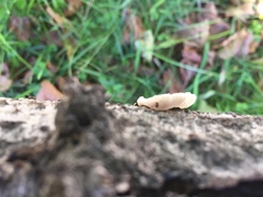 Hohenbuehelia grisea