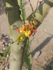 Parkinsonia aculeata