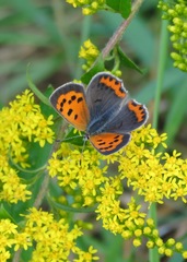 Lycaena phlaeas hypophlaeas