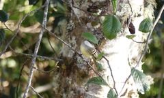 Mecocerculus leucophrys leucophrys